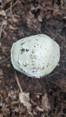 Amanita longipes