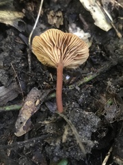 Heimiomyces tenuipes