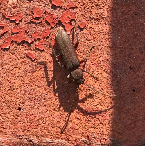 Rust Pine Borer photo 3