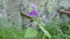 Lamium garganicum