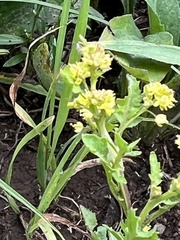 Rorippa palustris