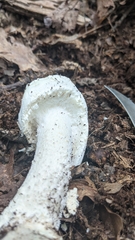 Amanita longipes