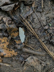 Cyclophora pendulinaria