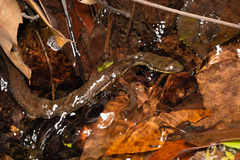 Opisthotropis lateralis