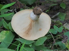 Lactarius psammicola