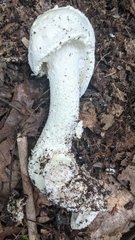 Amanita longipes