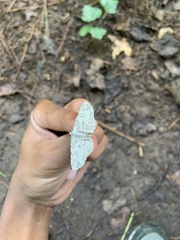 Cyclophora pendulinaria