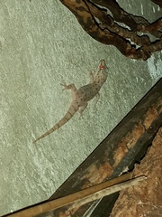 Hemidactylus parvimaculatus