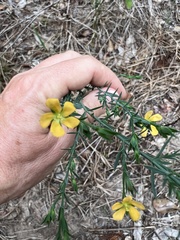 Hypericum drummondii