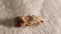 Neocochylis hybridella