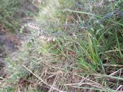 Odontites vulgaris