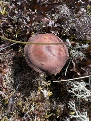 Suillus variegatus