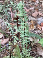 Asplenium platyneuron