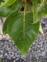Populus trichocarpa