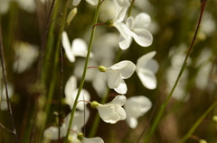 Heliophila juncea