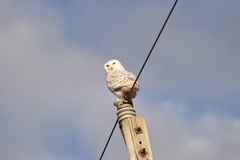 Bubo scandiacus