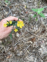 Hypericum drummondii