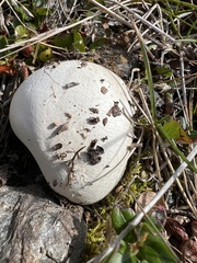 Lycoperdon pratense