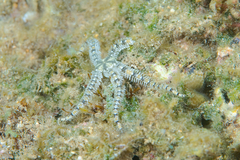Ophiocoma brevipes