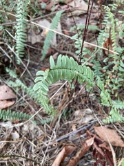 Asplenium platyneuron