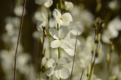 Heliophila juncea