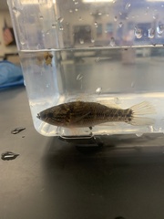 Dormitator maculatus