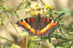 Aglais milberti