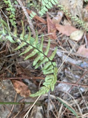 Asplenium platyneuron
