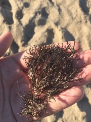 Furcellaria lumbricalis