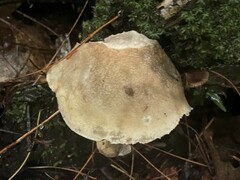 Leccinellum albellum