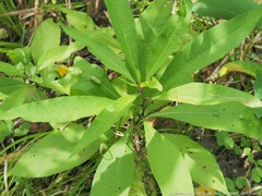 Neolasioptera vernoniae