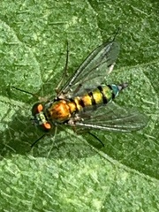 Condylostylus caudatus