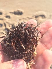 Furcellaria lumbricalis