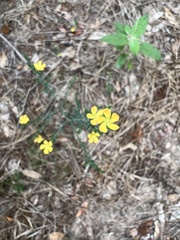 Hypericum drummondii