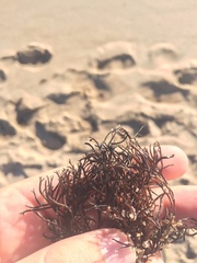 Furcellaria lumbricalis