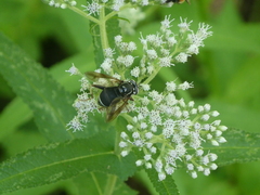 Spilomyia fusca