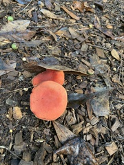 Hygrocybe coccinea