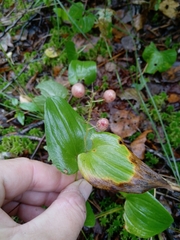 Maianthemum bifolium