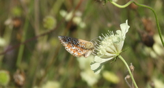 Polyommatus bellargus