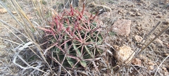 Ferocactus latispinus