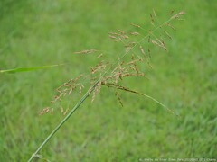 Sorghum halepense