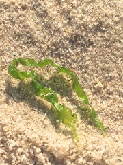 Ulvophyceae
