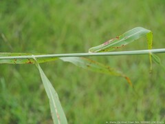 Sorghum halepense