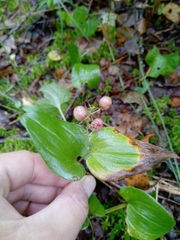 Maianthemum bifolium
