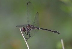 Dythemis