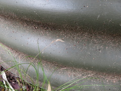 Rytidosperma setaceum