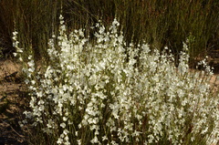 Heliophila juncea