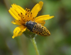 Acmaeodera princeps