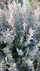Salix repens