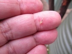 Rytidosperma setaceum